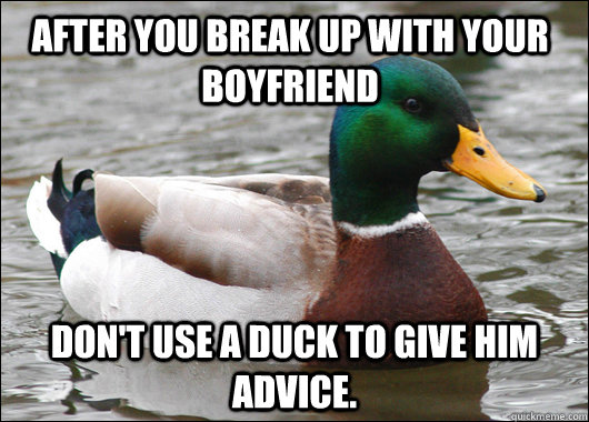 After you break up with your boyfriend Don't use a duck to give him advice.  Actual Advice Mallard