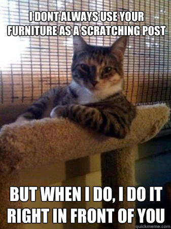 I dont always use your furniture as a scratching post but when I do, I do it right in front of you  The Most Interesting Cat in the World