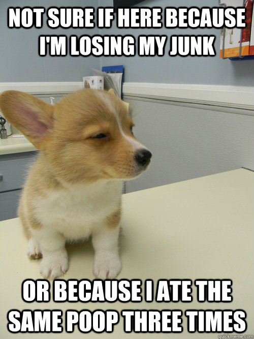 NOT SURE IF HERE BECAUSE I'M LOSING MY JUNK OR BECAUSE I ATE THE SAME POOP THREE TIMES - NOT SURE IF HERE BECAUSE I'M LOSING MY JUNK OR BECAUSE I ATE THE SAME POOP THREE TIMES  Not Sure Dog