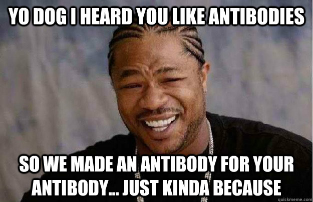Yo dog I heard you like antibodies So we made an antibody for your antibody... Just kinda because - Yo dog I heard you like antibodies So we made an antibody for your antibody... Just kinda because  Xibit Yo Dawg