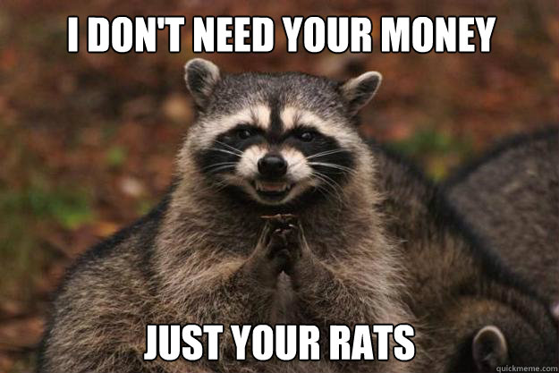 i don't need your money JUST YOUR RATS  Evil Plotting Raccoon