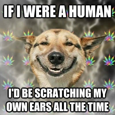 If I were a human I'd be scratching my own ears all the time - If I were a human I'd be scratching my own ears all the time  Stoner Dog