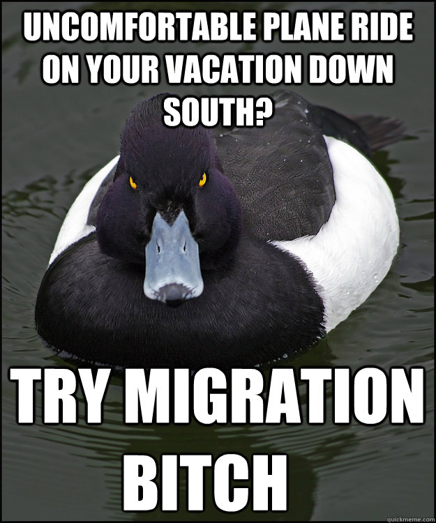 Uncomfortable plane ride on your vacation down south? Try migration bitch  Angry Advice Duck