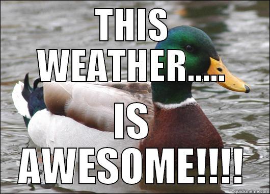 THIS WEATHER..... IS AWESOME!!!! Actual Advice Mallard