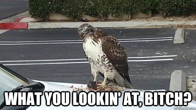  what you lookin' at, bitch? -  what you lookin' at, bitch?  Misc