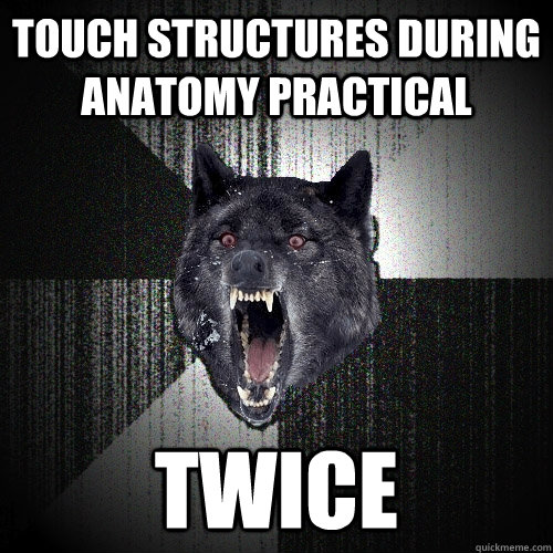 TOUCH STRUCTURES DURING ANATOMY PRACTICAL TWICE  Insanity Wolf