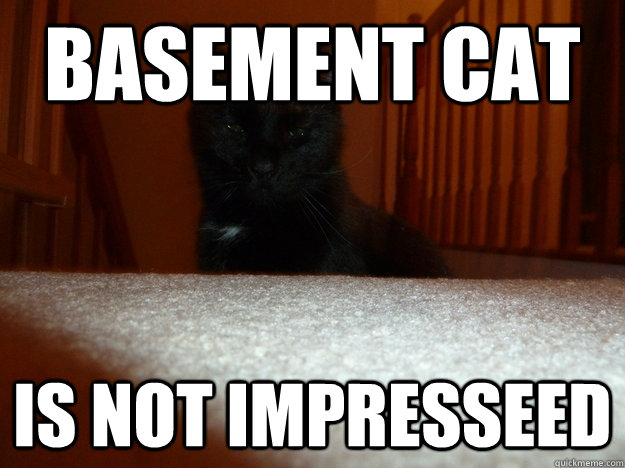 Basement cat is not impresseed  Basement cat