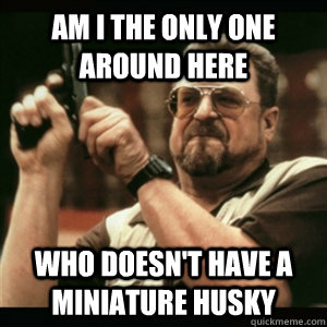 Am i the only one around here who doesn't have a miniature husky - Am i the only one around here who doesn't have a miniature husky  Am I The Only One Round Here