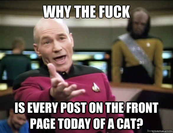 Why the fuck is every post on the front page today of a cat?  Annoyed Picard HD