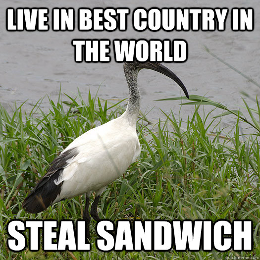 LIVE IN BEST COUNTRY IN THE WORLD STEAL SANDWICH  scumbag ibis