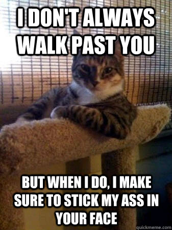 I don't always walk past you but when I do, I make sure to stick my ass in your face  The Most Interesting Cat in the World