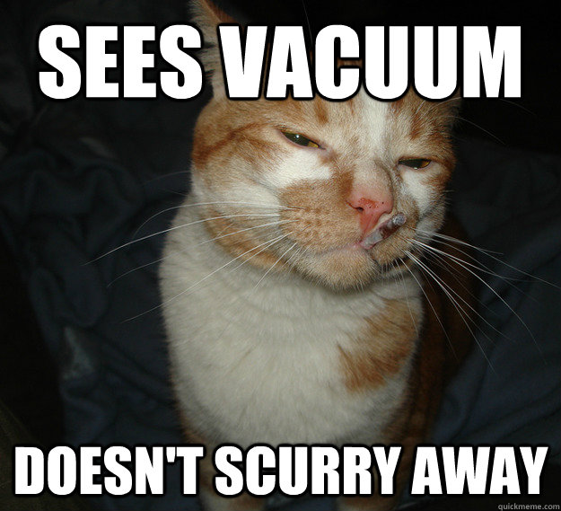 Sees Vacuum doesn't scurry away  Cool Cat Craig