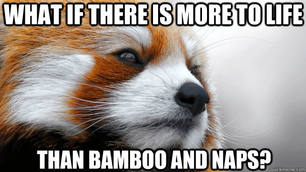 What if there is more to life than bamboo and naps? - What if there is more to life than bamboo and naps?  Pensively Pondering Red Panda