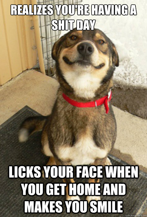 Realizes you're having a shit day Licks your face when you get home and makes you smile - Realizes you're having a shit day Licks your face when you get home and makes you smile  Good Guy Dog