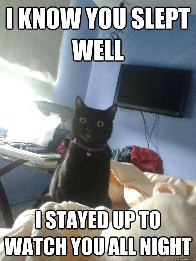 i know you slept well i stayed up to watch you all night  overly attached cat