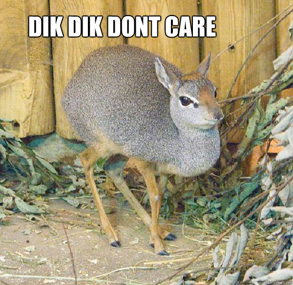 Dik Dik Dont Care  