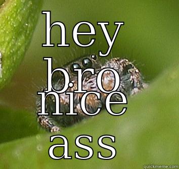 HEY BRO NICE ASS Misunderstood Spider