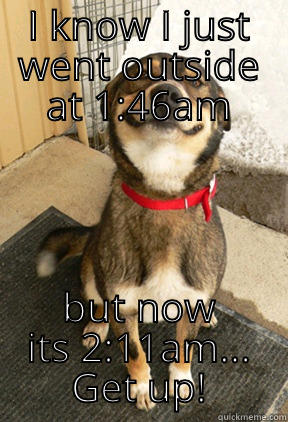 I KNOW I JUST WENT OUTSIDE AT 1:46AM BUT NOW ITS 2:11AM... GET UP! Good Dog Greg