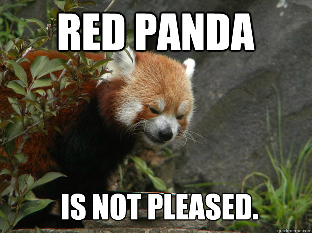Red panda is not pleased.
  