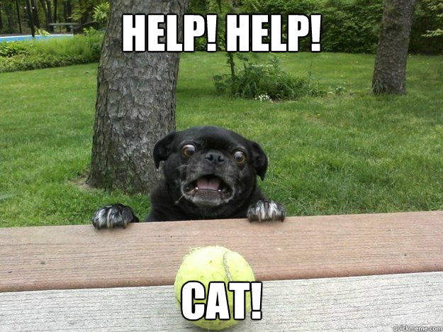 HELP! HELP! CAT!  Berks Dog