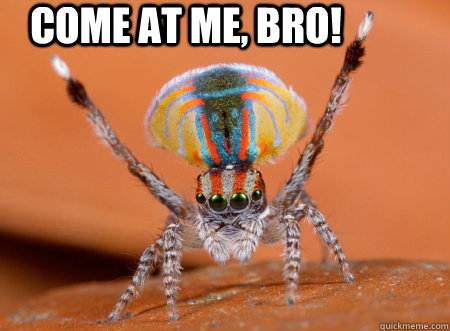 Come at me, bro!  Jumping spider