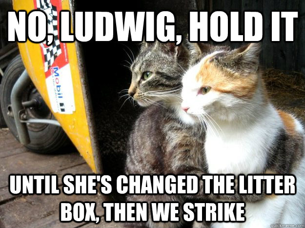 No, Ludwig, hold it Until she's changed the litter box, then we strike  Restraining Cat