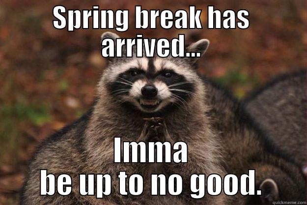 SPRING BREAK HAS ARRIVED... IMMA BE UP TO NO GOOD. Evil Plotting Raccoon