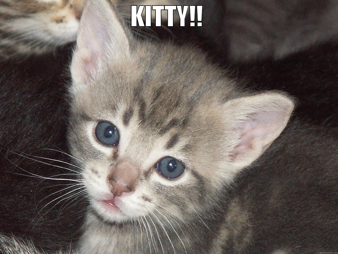KITTY!!  Misc