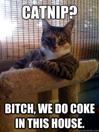 catnip? bitch, we do coke in this house.  The Most Interesting Cat in the World