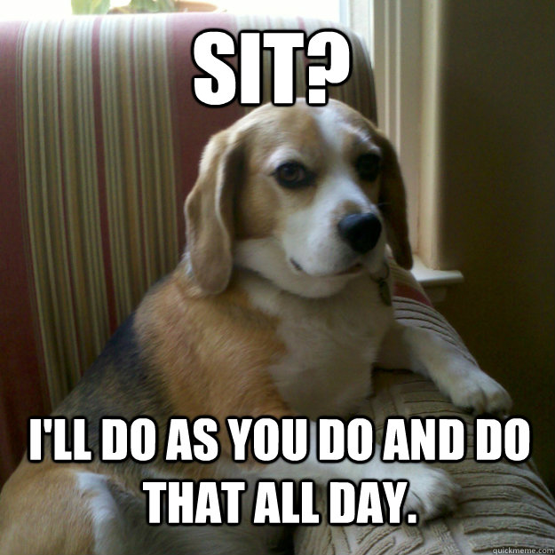Sit? I'll do as you do and do that all day.  judgmental dog