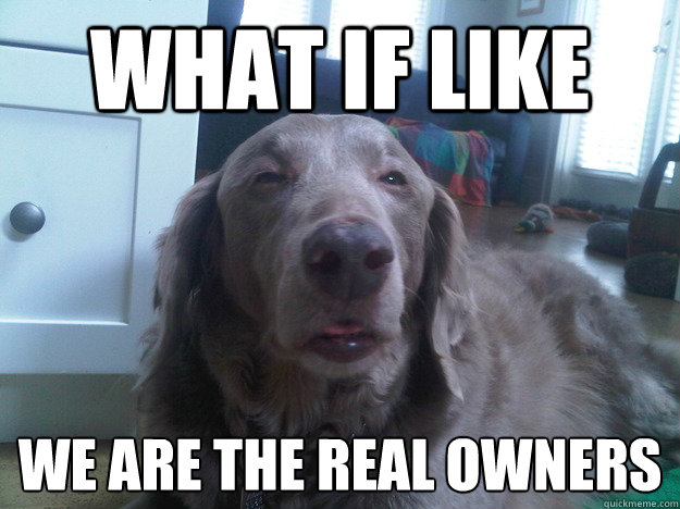 what if like we are the real owners 
 - what if like we are the real owners 
  10 Dog