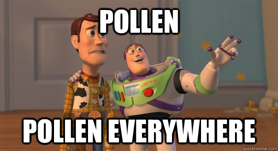 Pollen pollen everywhere  Toy Story Everywhere