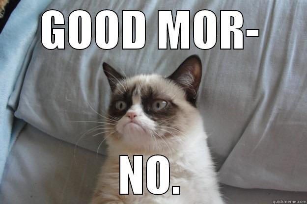 GOOD MOR- NO. Grumpy Cat