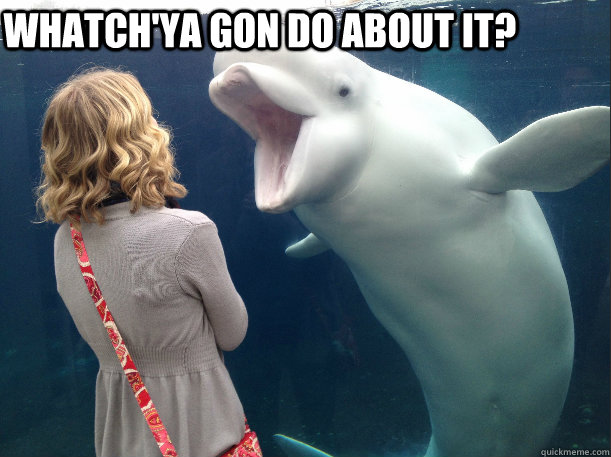 Whatch'ya gon do about it? - Whatch'ya gon do about it?  In Your Face Beluga