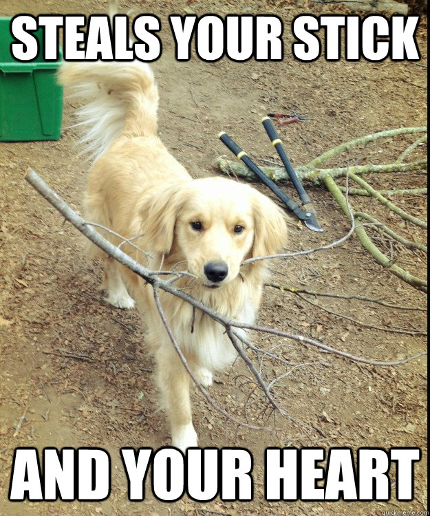 Steals your stick and your heart  RPGR