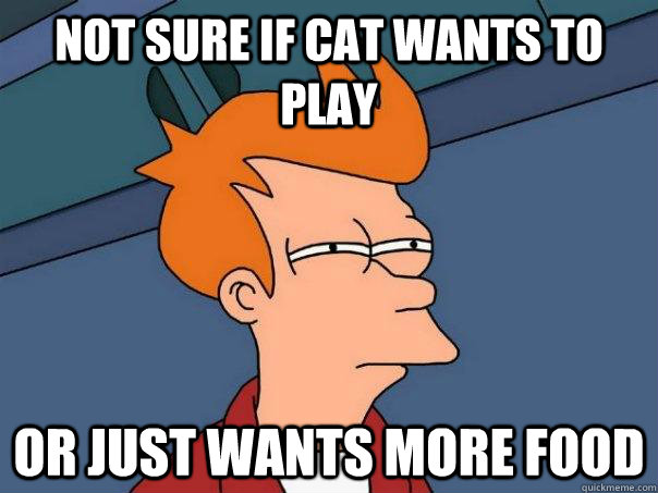 not sure if cat wants to play or just wants more food  Futurama Fry