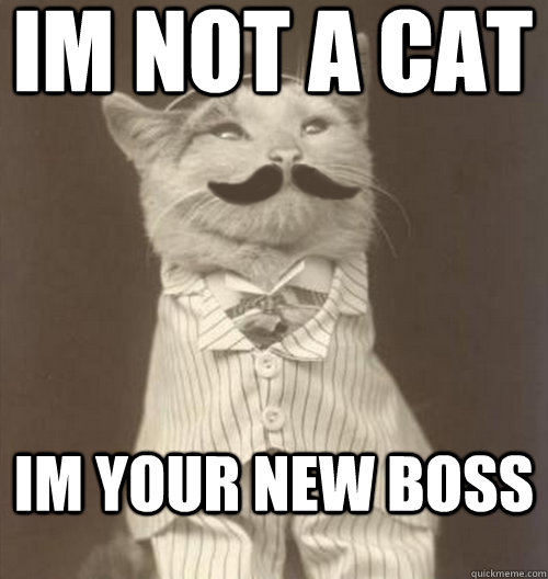 im not a cat im your new boss - im not a cat im your new boss  Original Business Cat