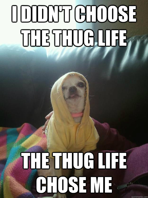 I didn't choose the thug life The thug life chose me - I didn't choose the thug life The thug life chose me  Thug life chihuahua