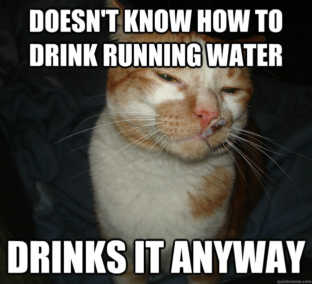 Doesn't know how to drink running water Drinks it anyway  Good Guy Cat