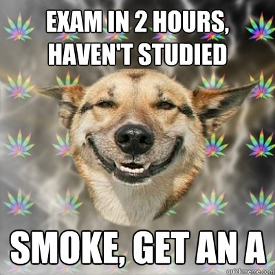 exam in 2 hours, haven't studied smoke, get an A  Stoner Dog