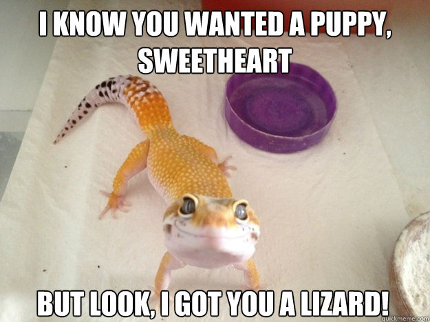 i know you wanted a puppy, sweetheart but look, i got you a lizard!  Ridiculously Photogenic Gecko