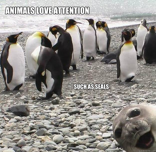 Animals love attention such as seals  