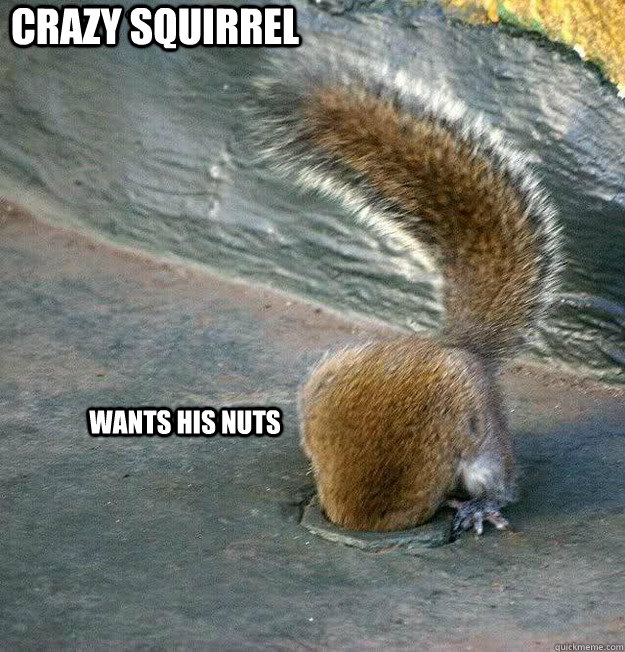crazy squirrel wants his nuts  crazy squirrel