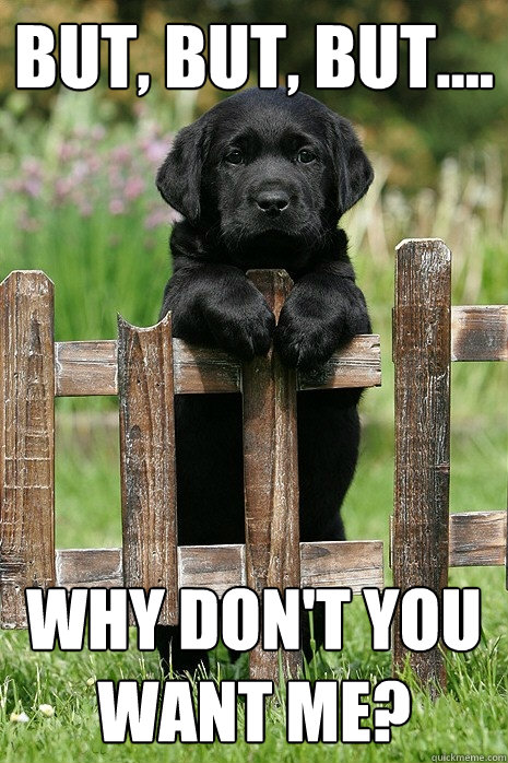 But, but, but.... why don't you want me?  Black Lab