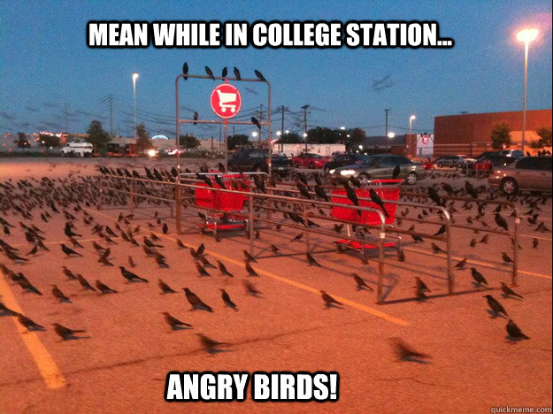 Mean while in college station... angry birds! - Mean while in college station... angry birds!  Angry Birds