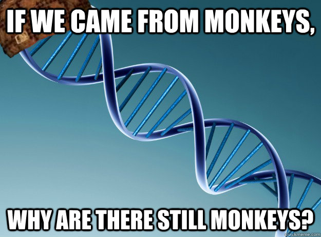 If we came from monkeys, Why are there still monkeys?  Scumbag Genetics