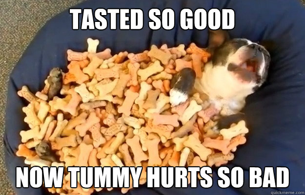 tasted so good now tummy hurts so bad - tasted so good now tummy hurts so bad  overeating dog