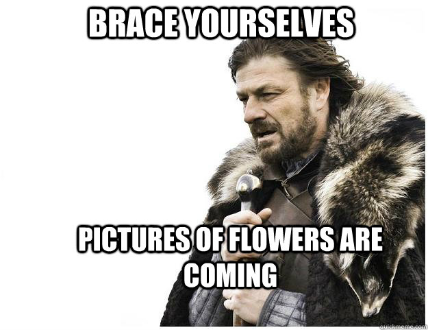 Brace yourselves Pictures of flowers are coming  Imminent Ned