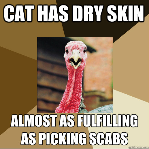 cat has dry skin almost as fulfilling as picking scabs  Quirky Turkey