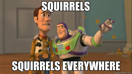 Squirrels Squirrels everywhere  Everywhere